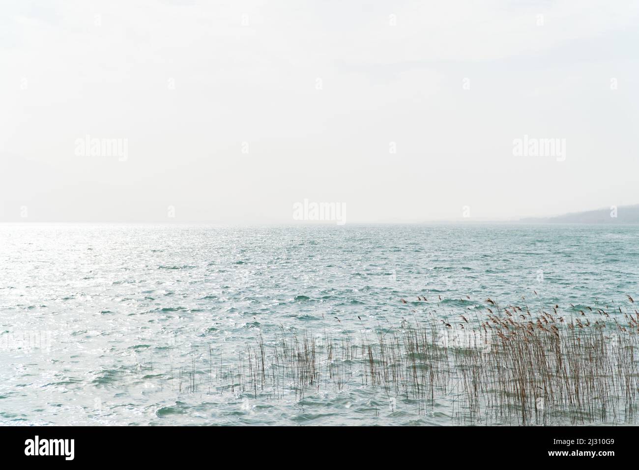 Blowing Reed Background Reed blowing in wind hi-res stock photography and images - Alamy