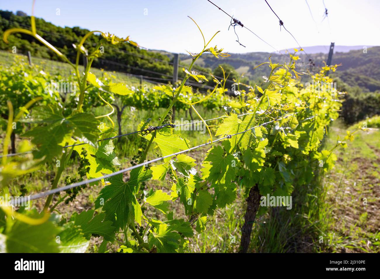 relais la fattoria castel rigone