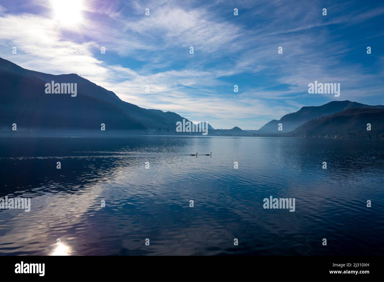 Two Swans on Lake Lugano in Sunset and Mountain in Morcote, Ticino in Switzerland. Stock Photo