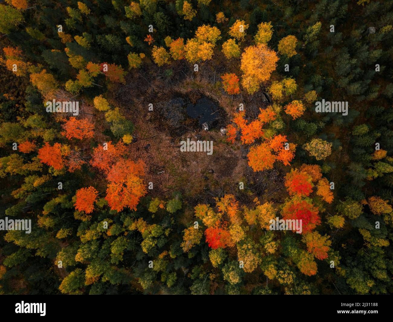 Forest in autumn in Jämtland in Sweden from above Stock Photo