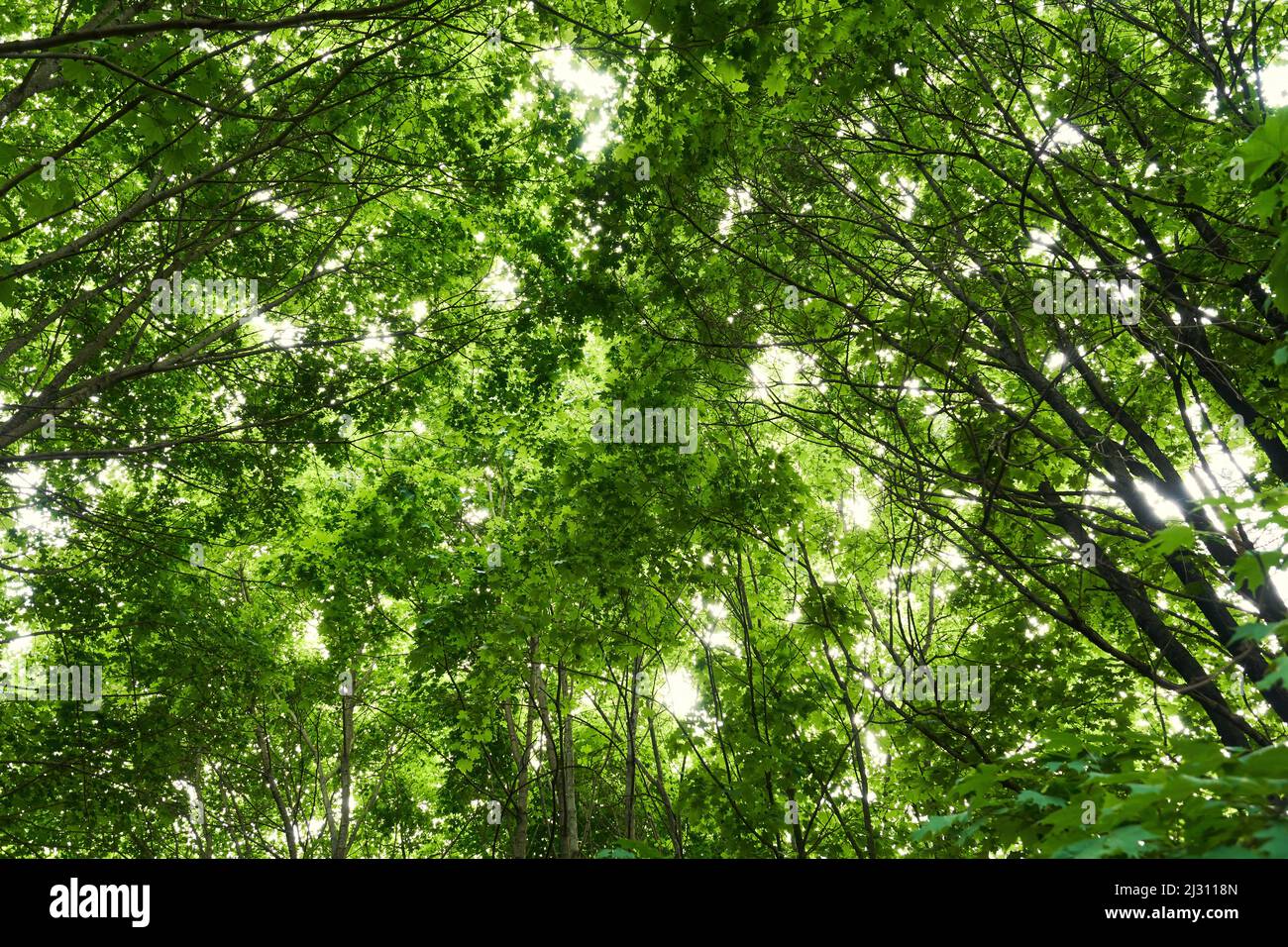 The sun shines through the foliage of dense tree crowns. Abstract nature backgrounds Stock Photo