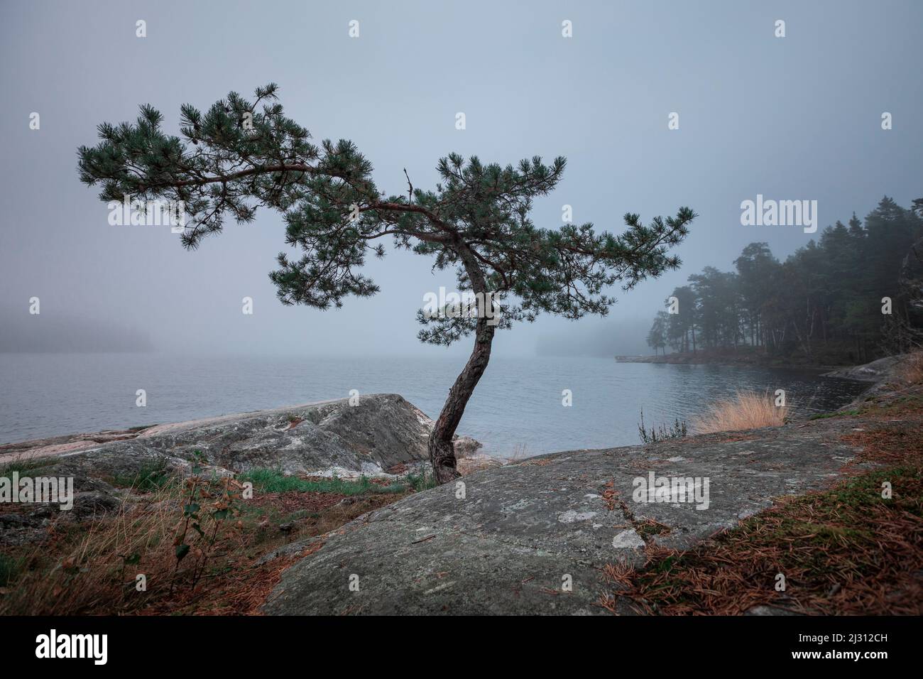 Wind shaped tree on rocks by the lake shore with morning mist near Tyresta National Park in Sweden Stock Photo