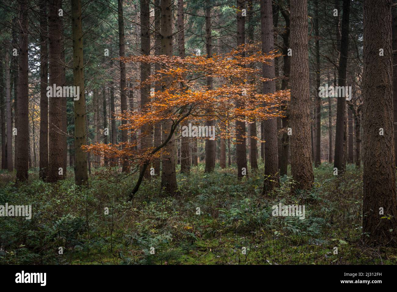 Beech trees between conifers in the Baumweg primeval forest, Ahlhorn, Lower Saxony, Germany, Europe Stock Photo