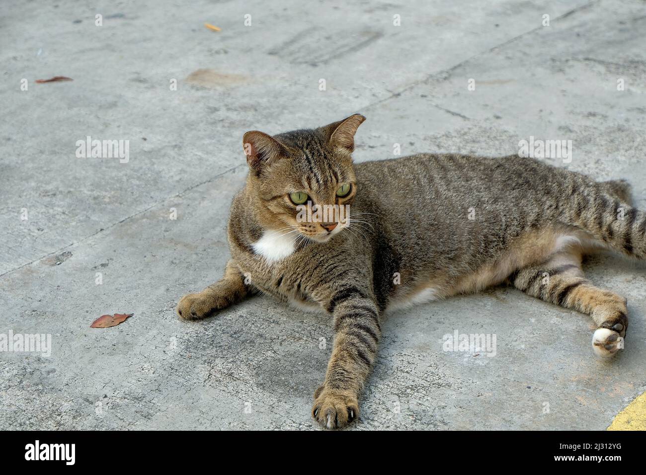 A stray Singapura cat lying on the ground Stock Photo