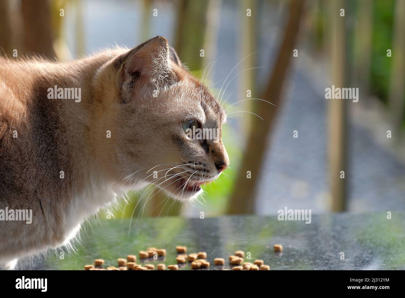 Close-up of a Singapura stray cat eating kibble Stock Photo