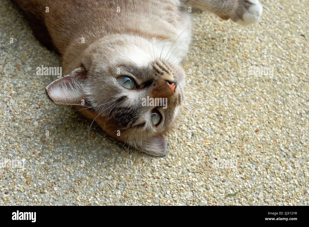A stray Singapura cat playing and rolling on the ground Stock Photo