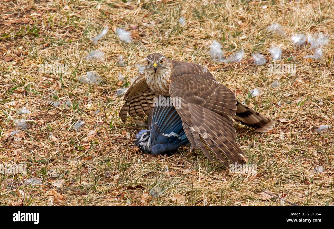 An immature Sharp-Shinned Hawk with a Blue Jay prey it just captured in Pennsylvania's Pocono Mountains. Stock Photo