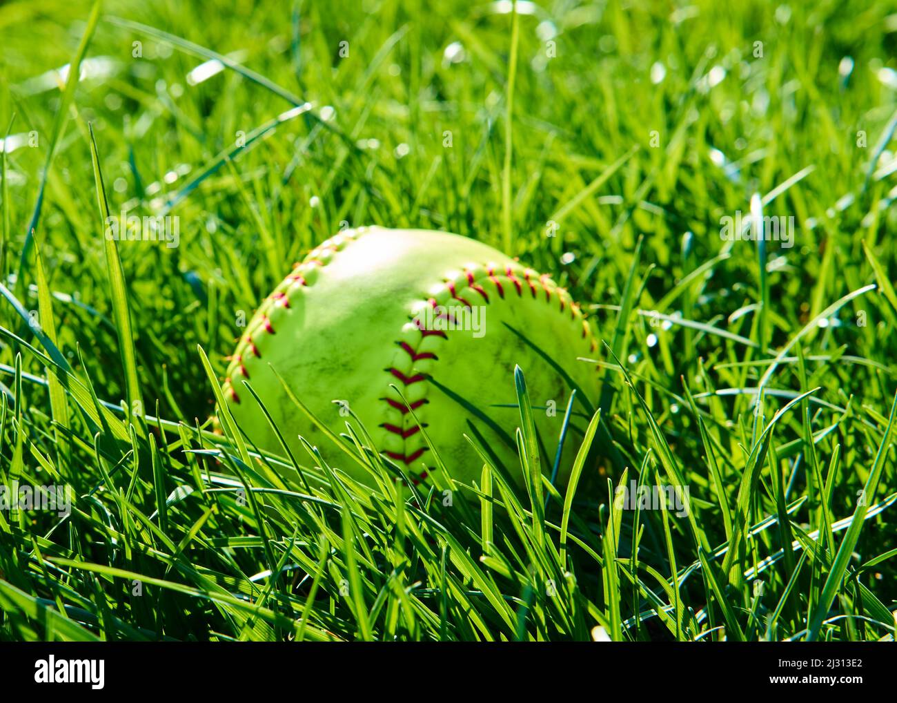 Yellow softball laying in lush green grass on a summer day. Stock Photo