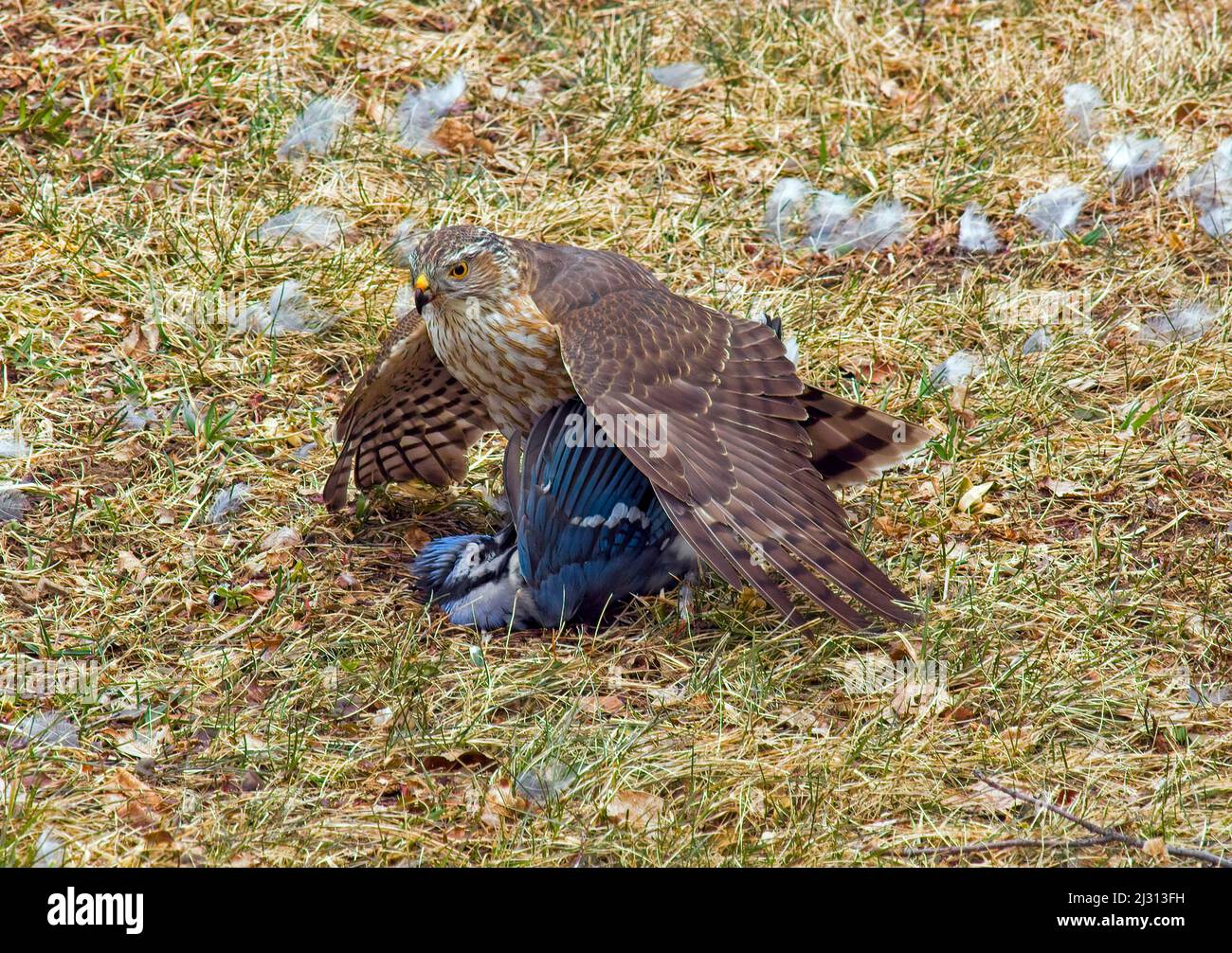 An immature Sharp-Shinned Hawk with a Blue Jay prey it just captured in Pennsylvania's Pocono Mountains. Stock Photo