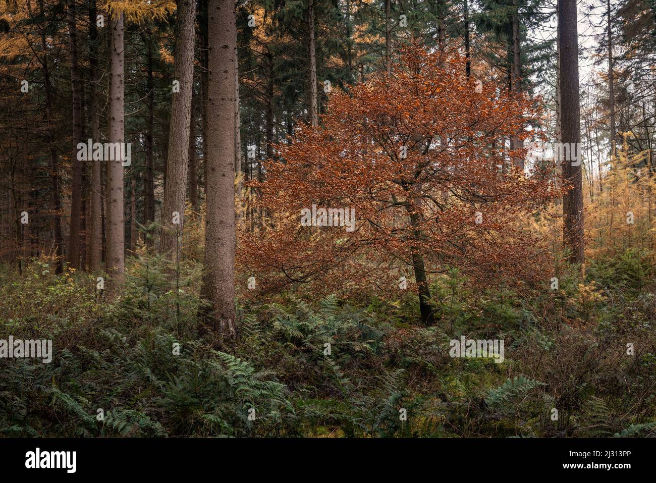 Beech between conifers in the primeval forest Baumweg, Ahlhorn, Lower Saxony, Germany, Europe Stock Photo