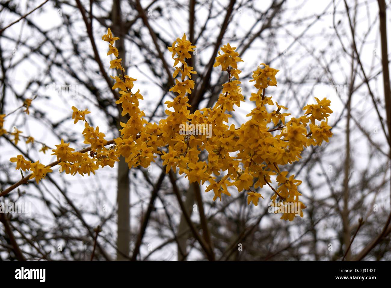 Closeup of Cytisus scoparius or common Scotch broom blooming in spring, isolated branch with bare trees in background, Vancouver, BC, Canada Stock Photo