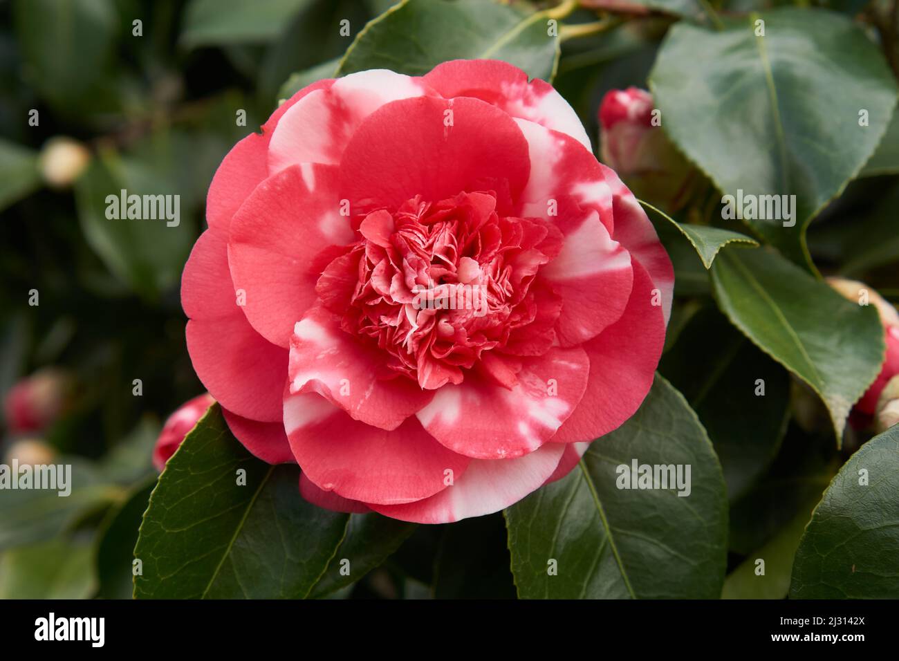 Closeup of a pink and white Japanese camellia flower (camillia japonica) blooming in spring (March) Stock Photo