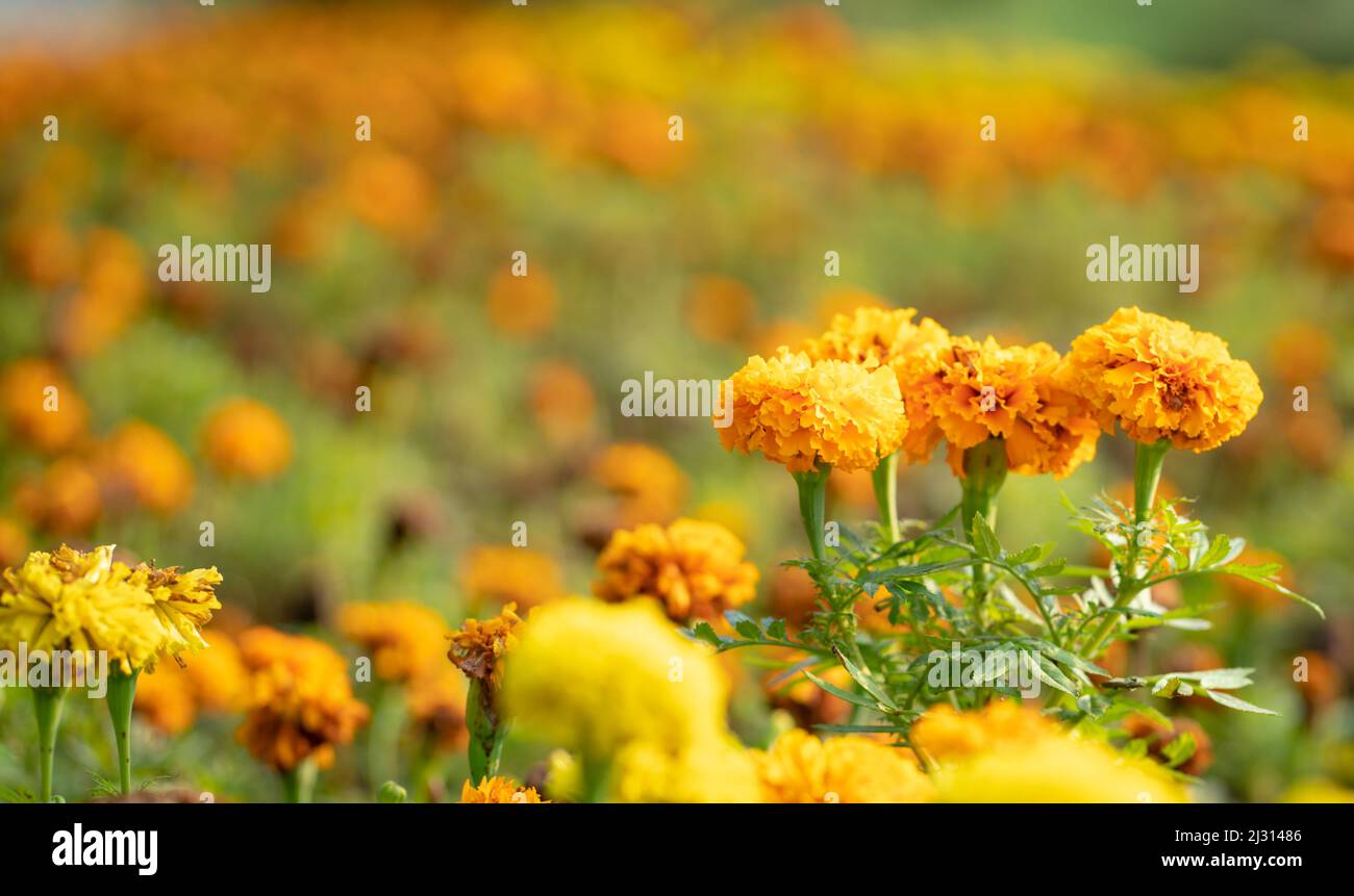 Flower bed of Marygold flowers, orange and yellow. Selected focus, copy space. Stock Photo