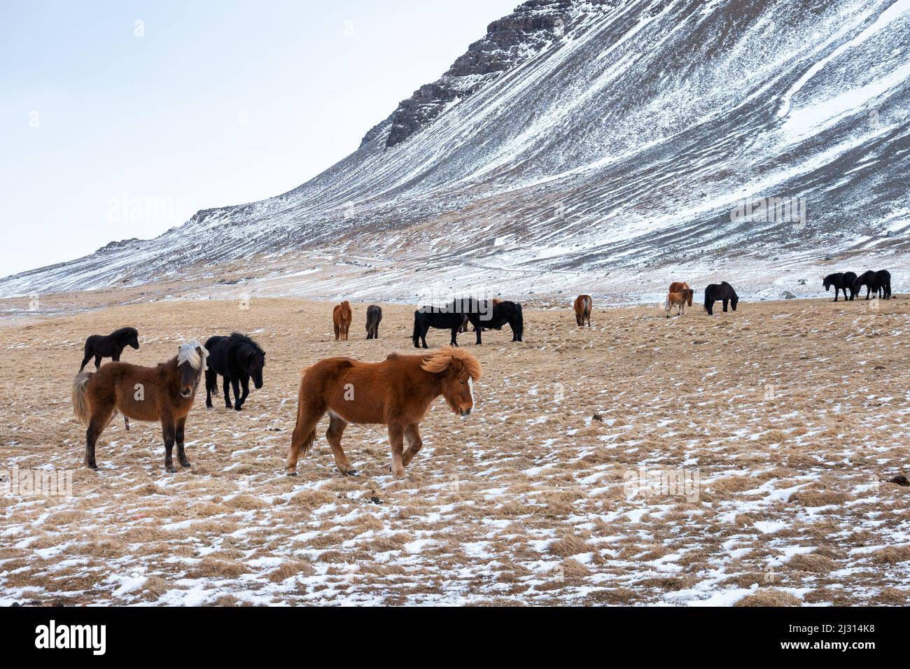 Icelandic horses in winter, West Iceland Stock Photo