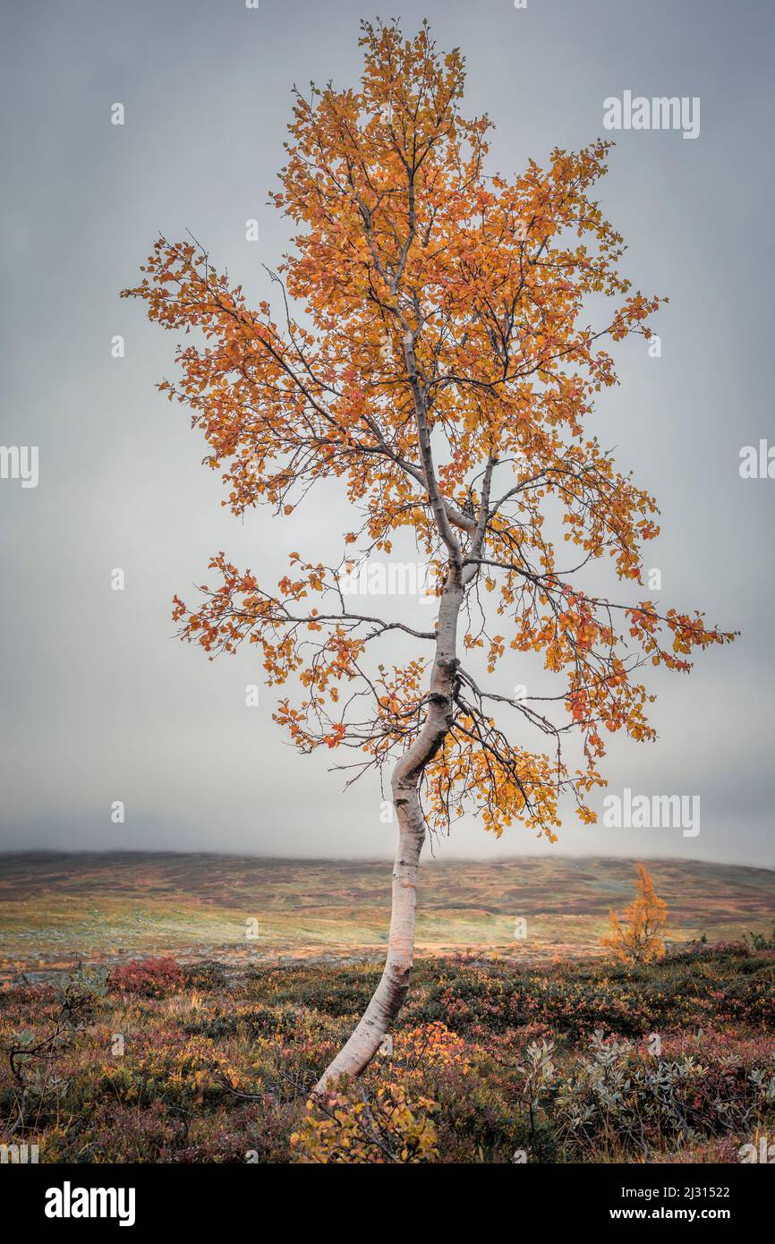 Colorful leaves on the tree in autumn along the Wilderness Road, on the Vildmarksvagen plateau in Jämtland in Sweden Stock Photo