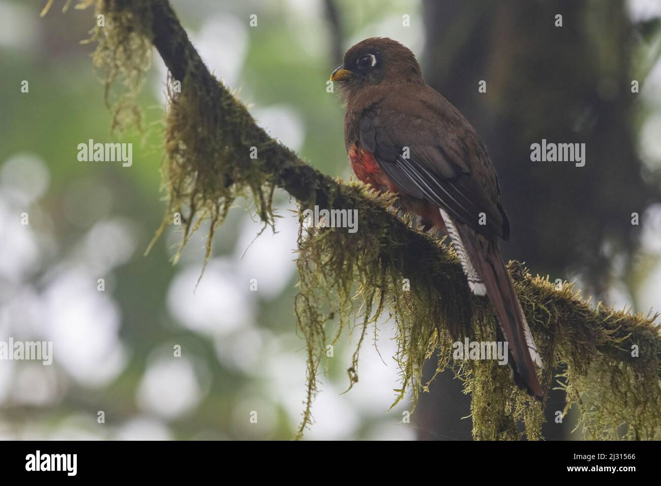 A female masked trogon (Trogon personatus) perched in the cloud forest of the El Oro province in Ecuador. Stock Photo