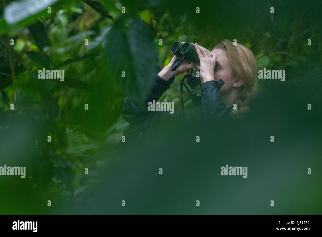 A young female birder holds binoculars and looks for wildlife in the Andean cloudforest in Ecuador. Stock Photo