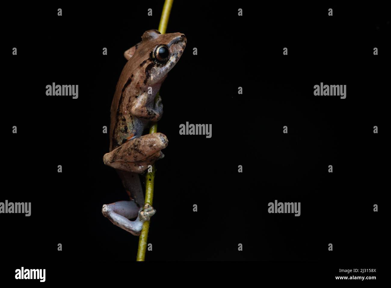 A rainfrog in the genus Pristimantis climbs a vine - frog infront of a black background. In Ecuador. Stock Photo