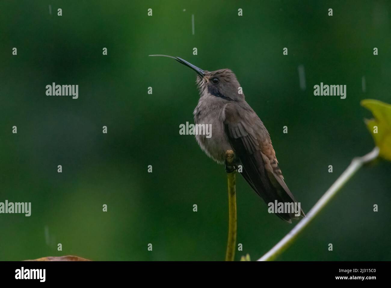 A brown violetear hummingbird (Colibri delphinae) perched in the rain with its tongue sticking out in El Oro province, Ecuador. Stock Photo