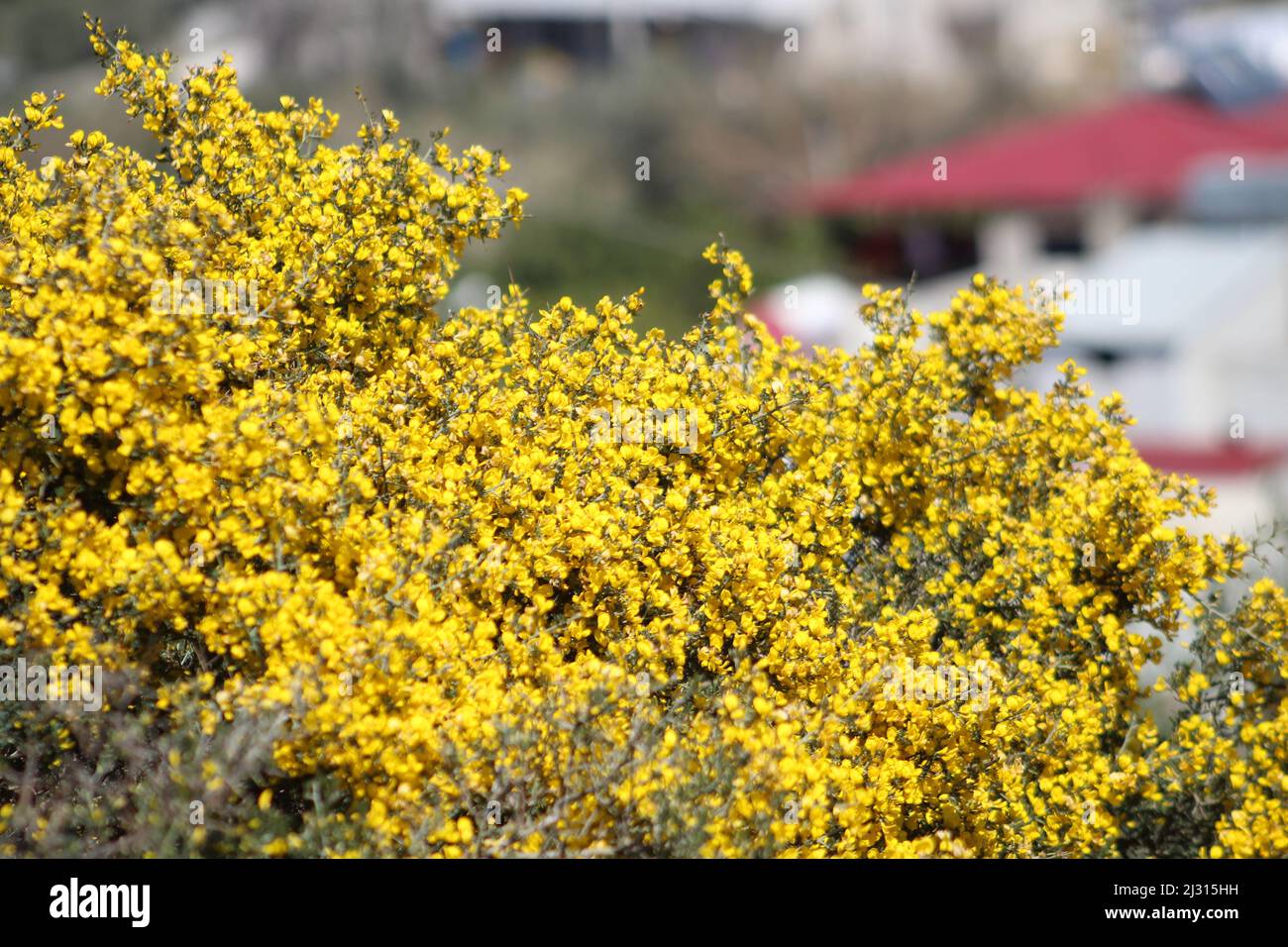 Yellow (Scotch broom or cytisus scoparius) flower with blurred village view background. Stock Photo