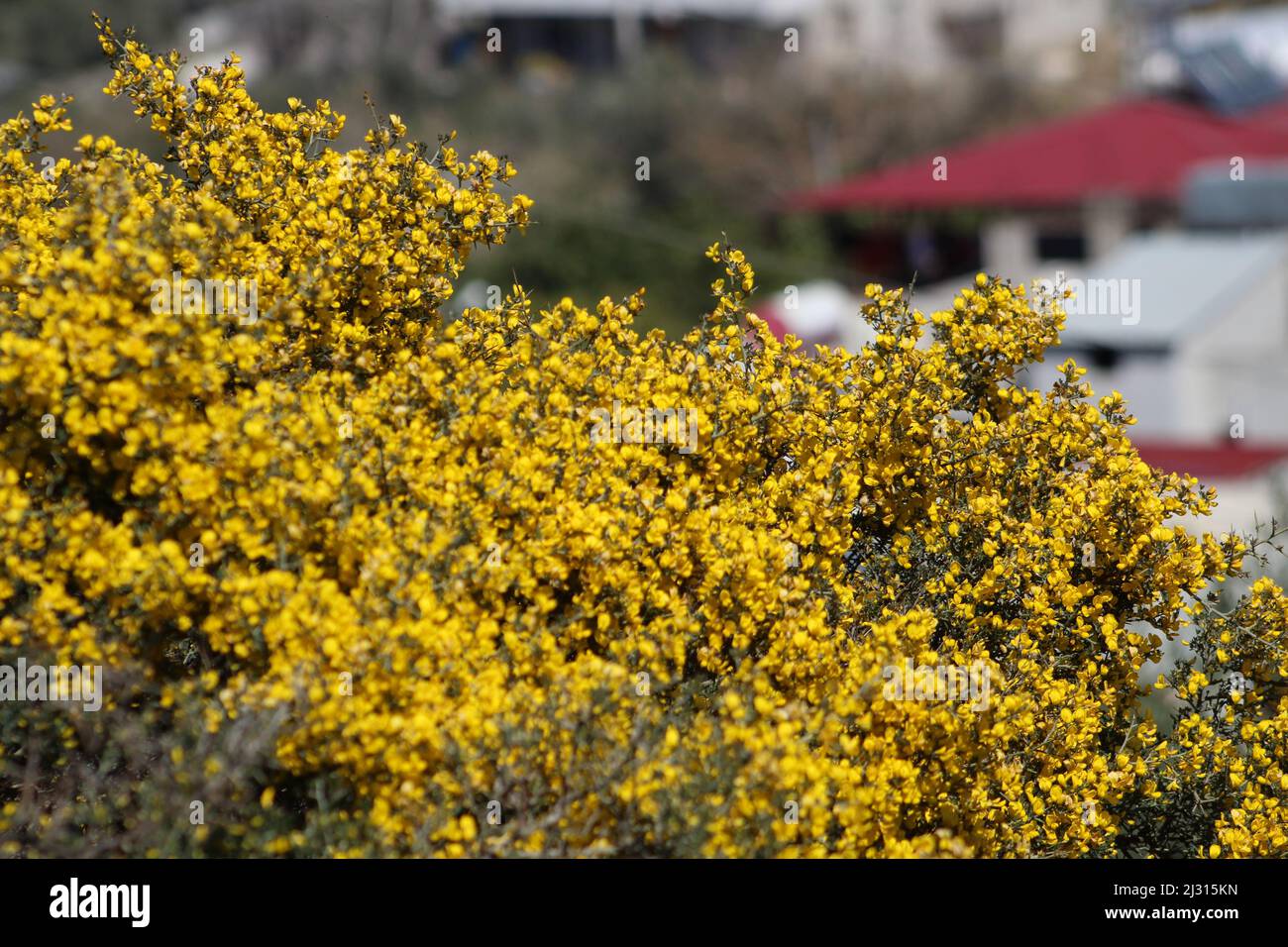 Yellow (scotch broom or cytisus scoparius) flower with blurred village view background. Selective focus. Stock Photo