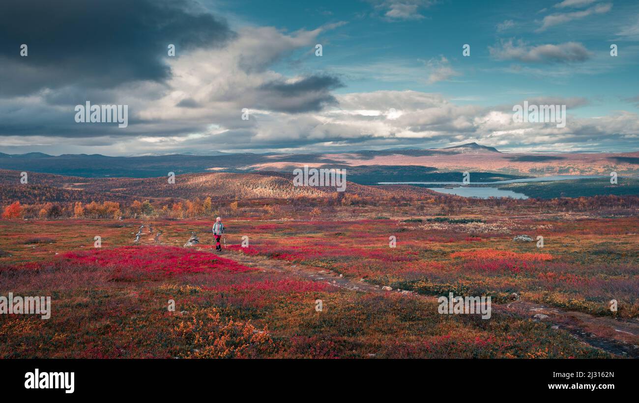 Woman hiking on Kungsleden long-distance hiking trail in Pieljekaise National Park in autumn in Lapland in Sweden Stock Photo