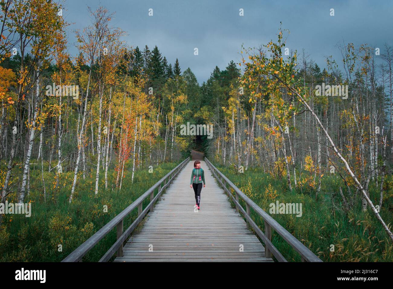 Woman walks on boardwalk with birch trees with autumn leaves in Tyresta National Park in Sweden Stock Photo