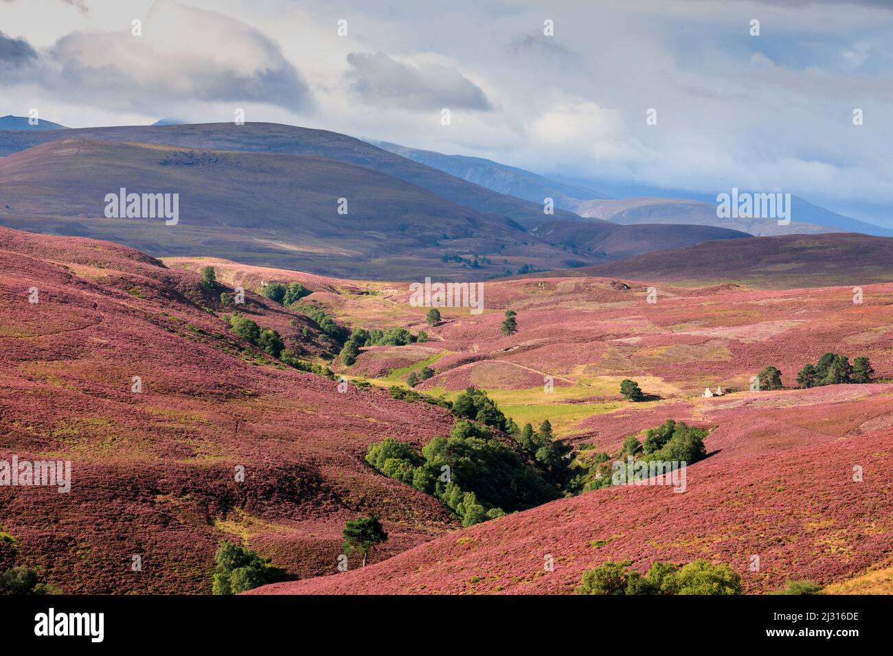 Flowering heather, highlands, rolling hills at Bridge of Brown, Scotland UK Stock Photo