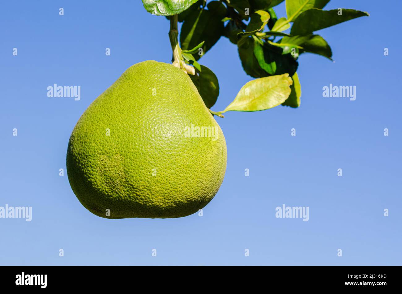 Green big organic pomelo with leaves on its tree Stock Photo Alamy
