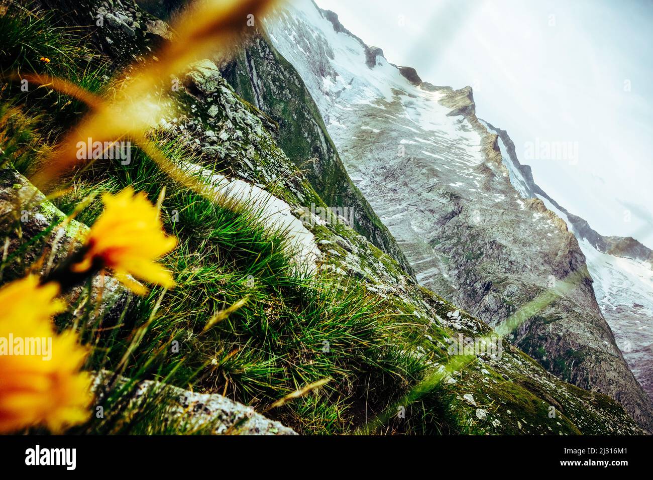 Zillertal Alps with mountain flowers in the foreground Stock Photo