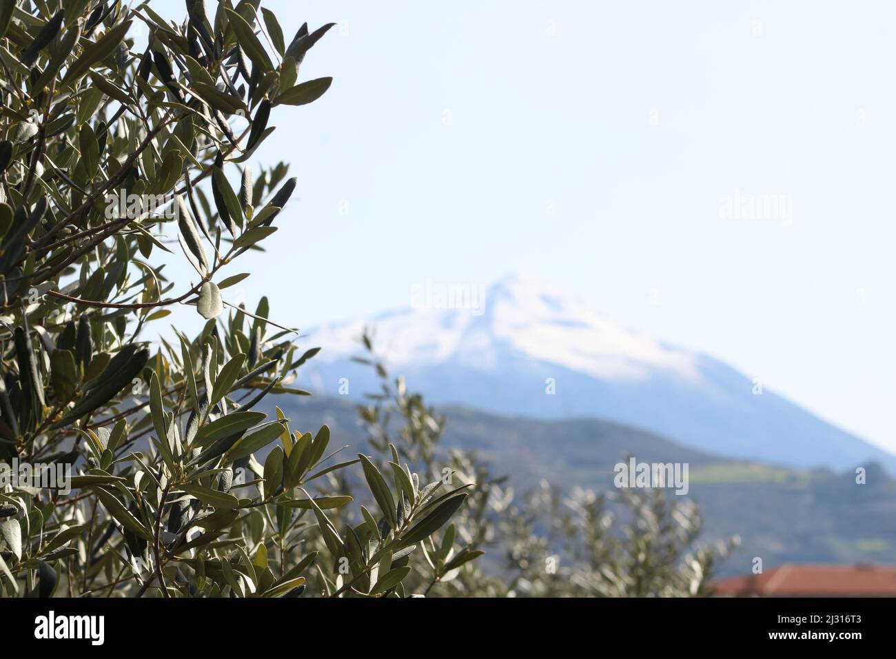 Green leafy olive branches with view of snowy mountain peak. Stock Photo