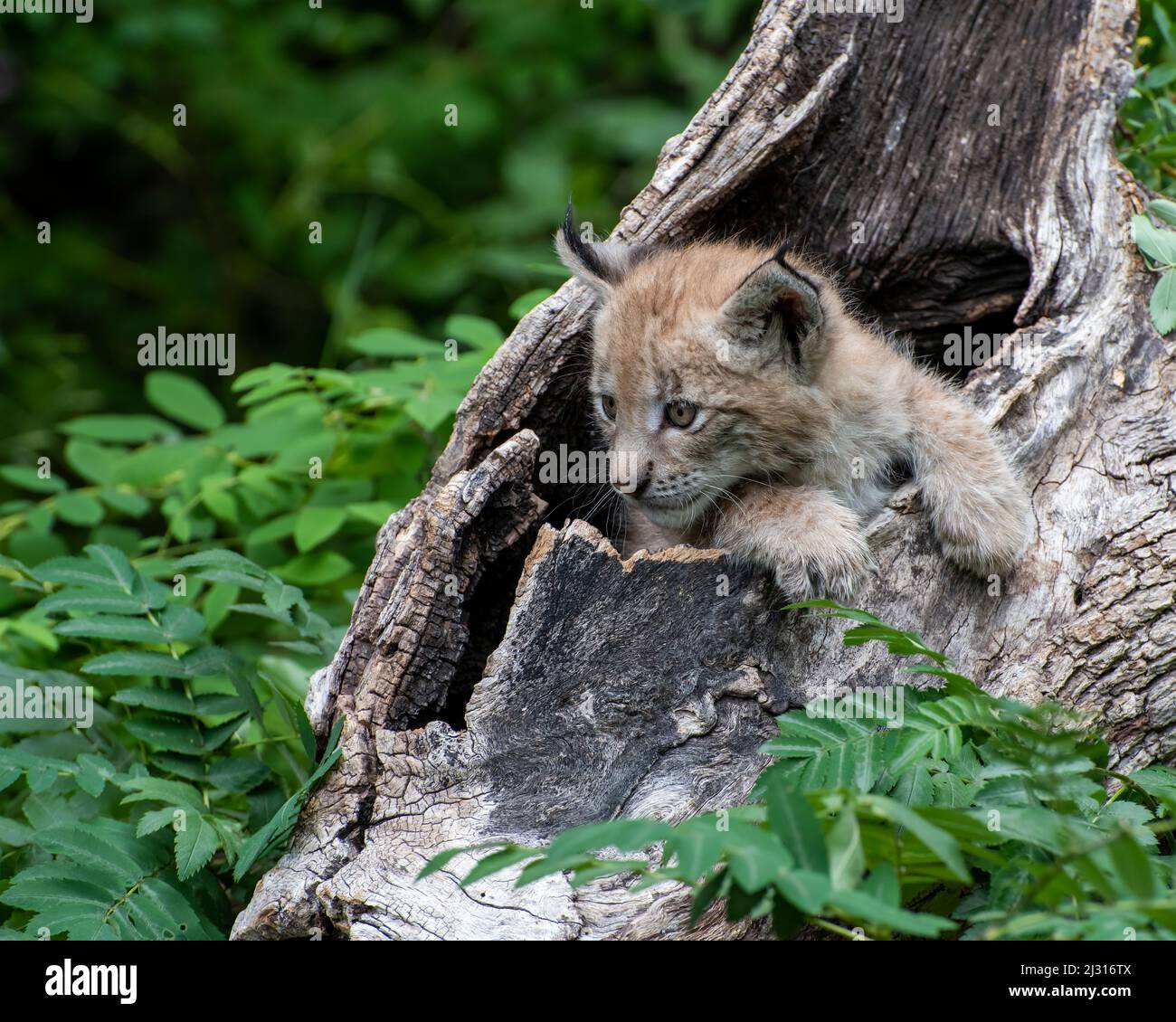 Siberian Lynx Kitten peeking out of a Hollow Log Stock Photo