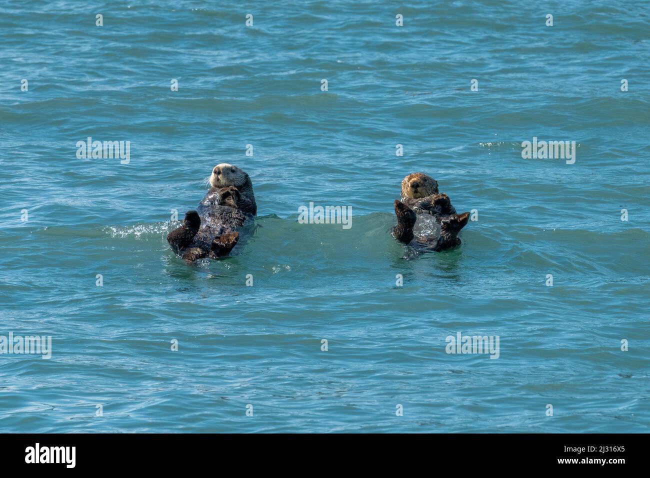 Two Sea Otters bobbing in the Water near Kachemak Bay, Alaska Stock Photo