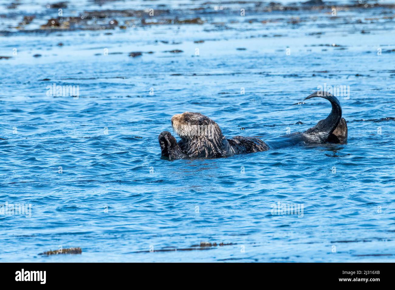 Sea Otter swimming near Kachemak Bay, Alaska Stock Photo