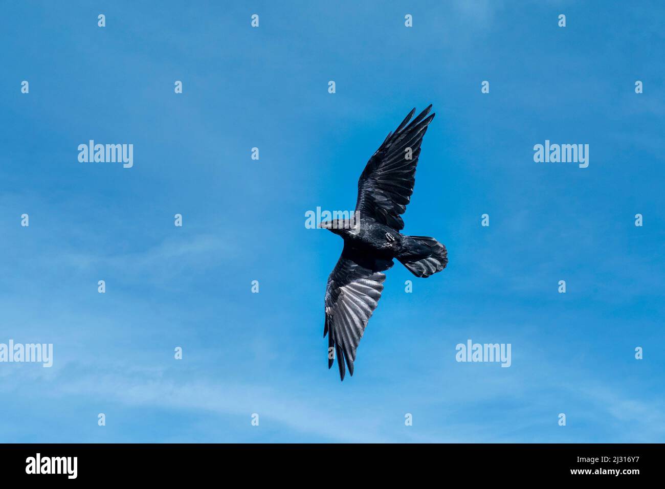 Chihuhuan Raven Flying in a Cloudy Blue Sky Stock Photo