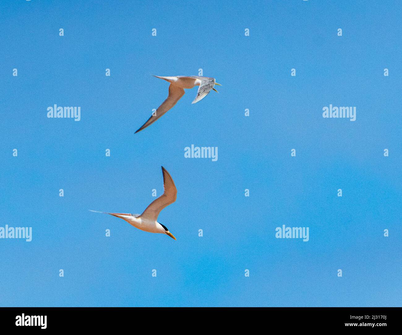 A pair of Australian Fairy Terns (Sternula nereis) in flight, Point Quobba, Western Australia, WA, Australia Stock Photo