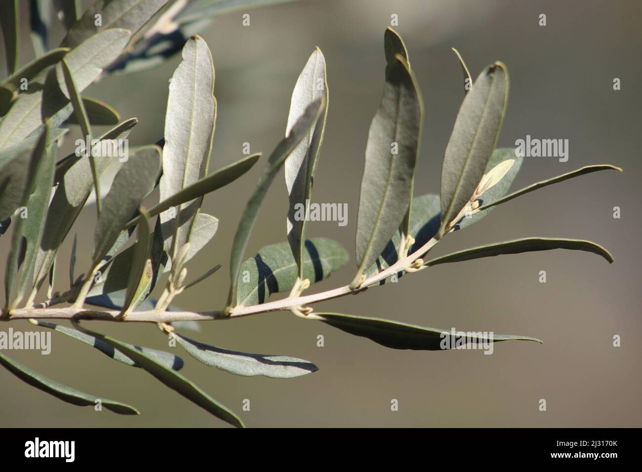 Olive leaves on the twig. Blurred nature background. Stock Photo