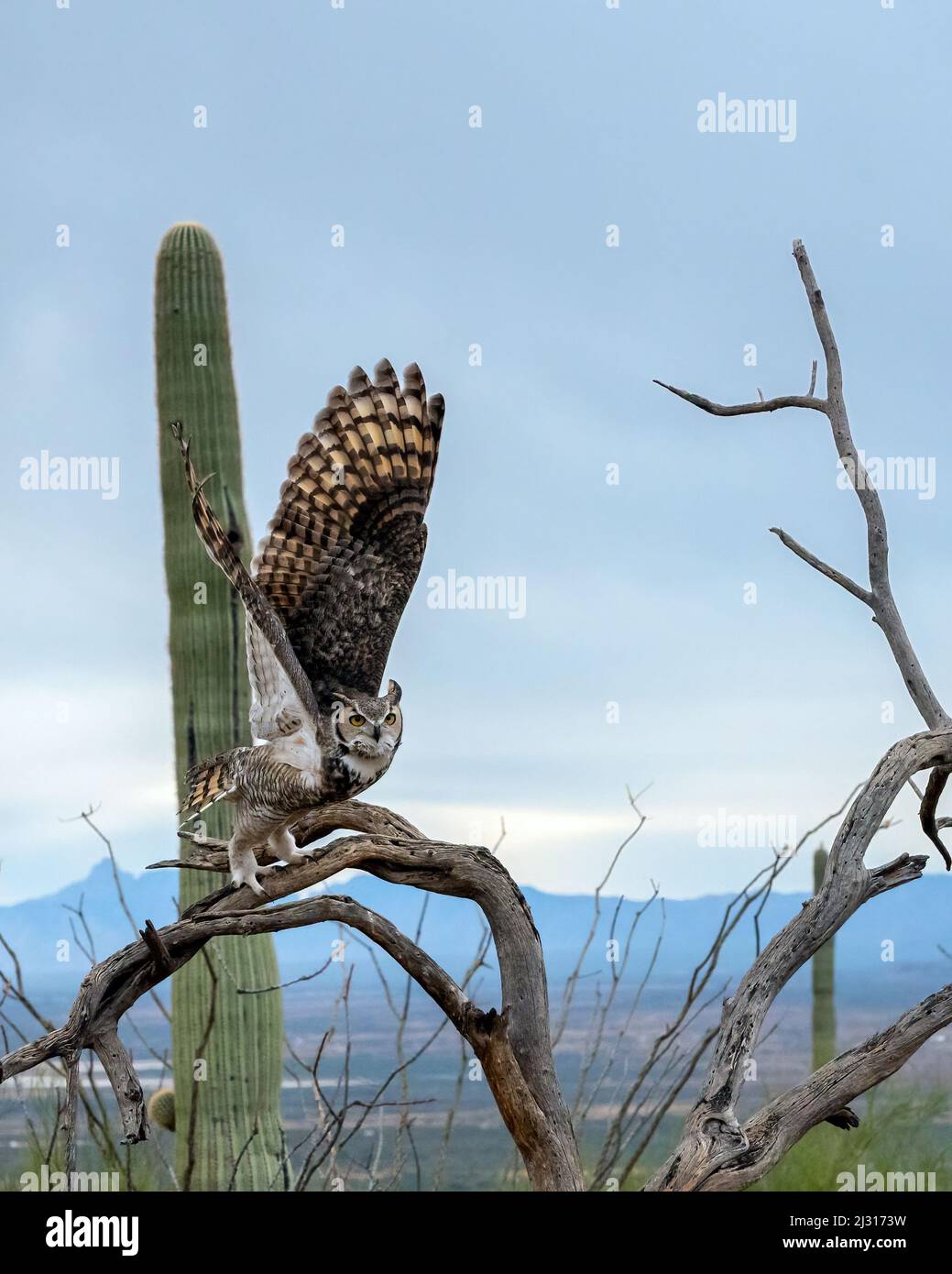 Great Horned Owl taking off in Flight Stock Photo - Alamy, image size:1039x1390