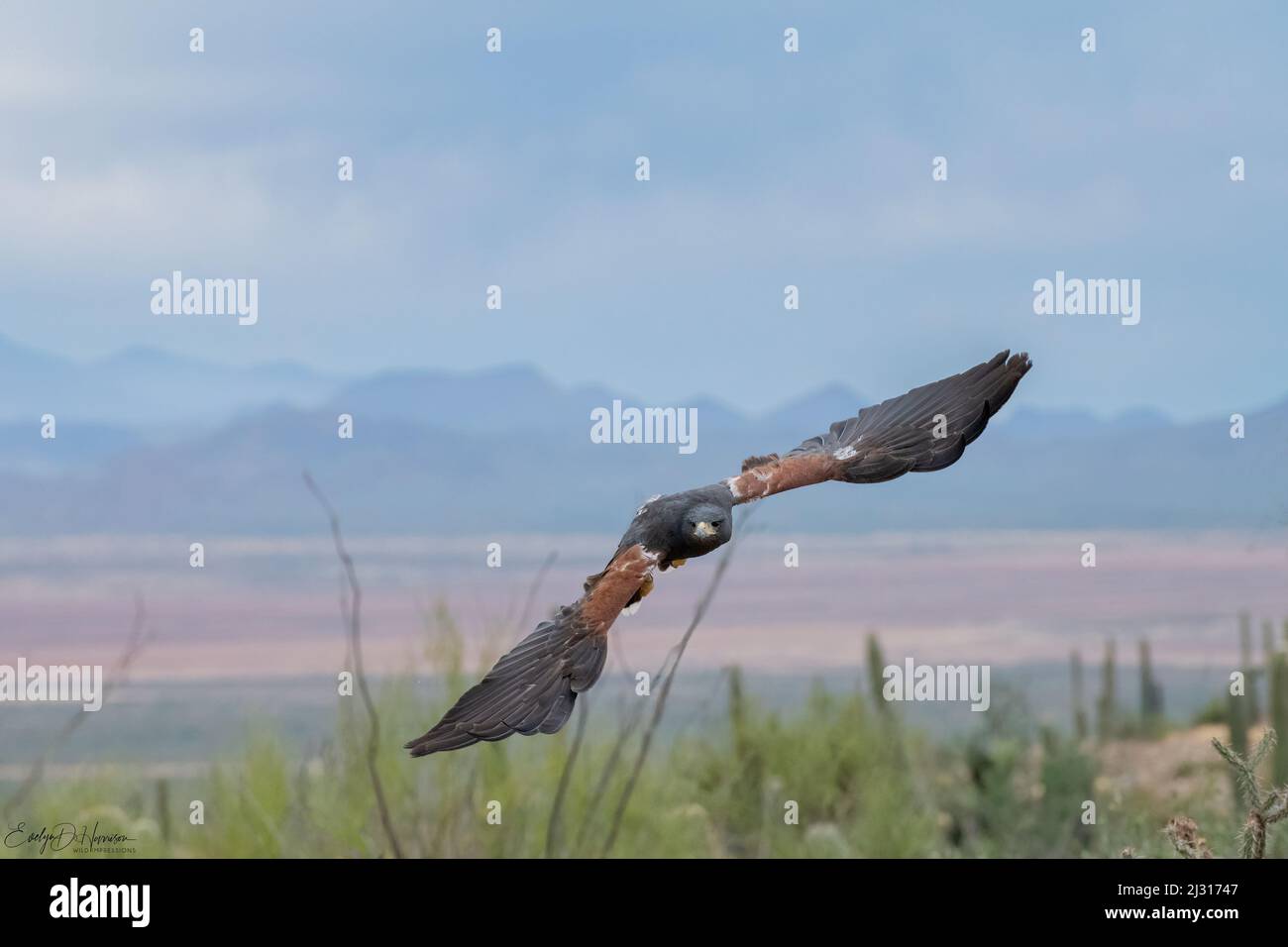Harris's Hawks in Flight over the Arizona Sonoran Desert Stock Photo