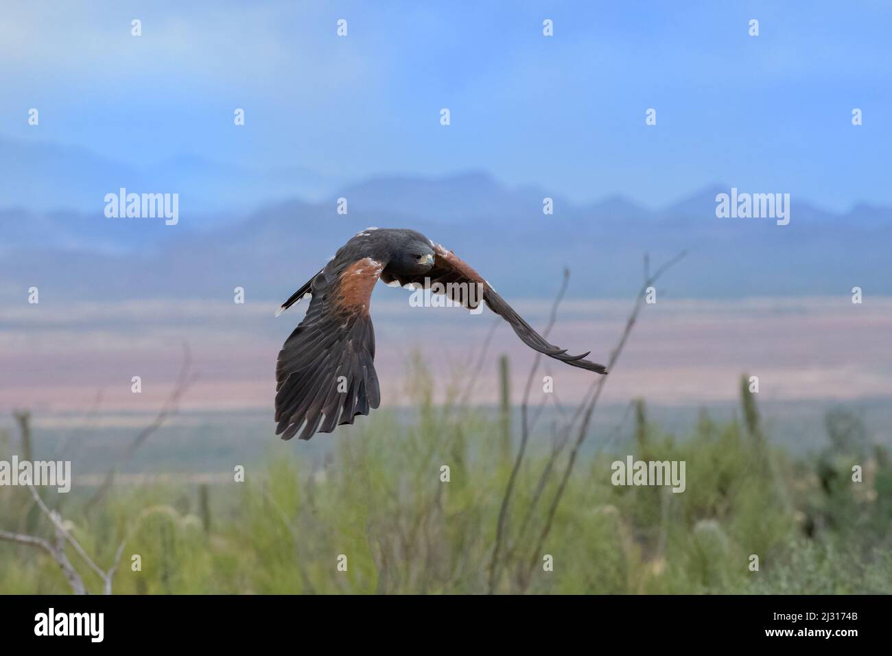 Harris's Hawks in Flight over the Arizona Sonoran Desert Stock Photo