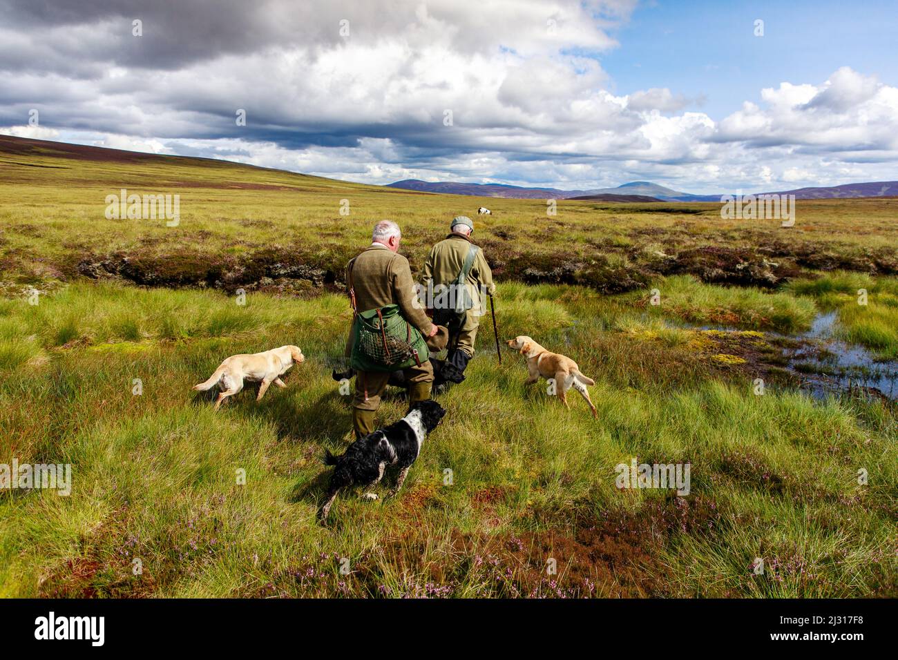 Grouse hunting, pickers collecting grouse with hunting dog, retriever, Highlands, Royal Deeside, Aberdeenshire, Scotland, UK Stock Photo