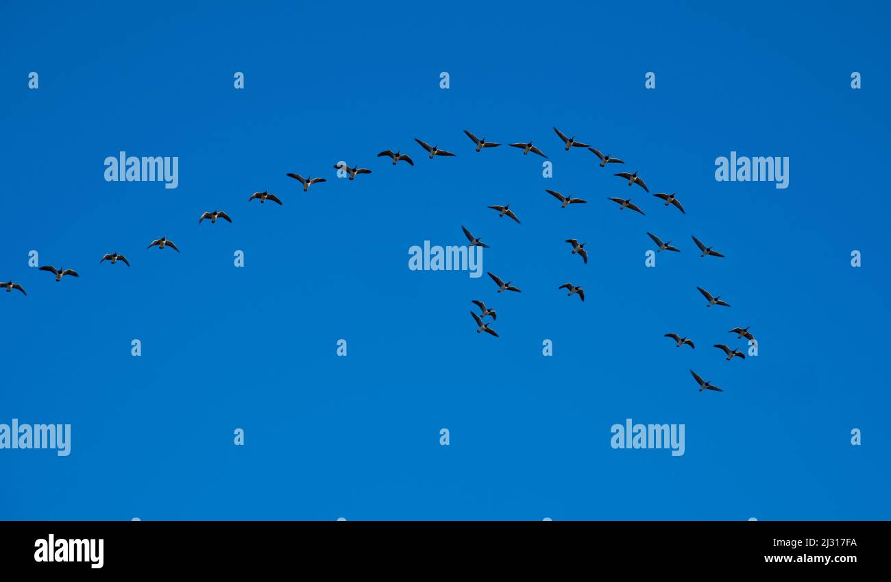 Barnacle geese in formation flight Stock Photo