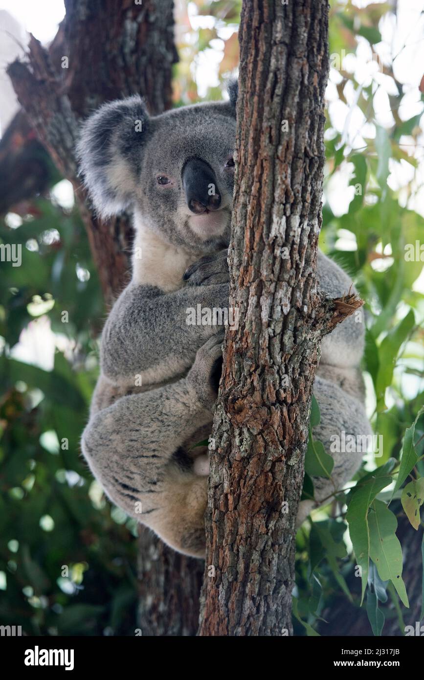 Australian gum tree hi-res stock photography and images - Alamy