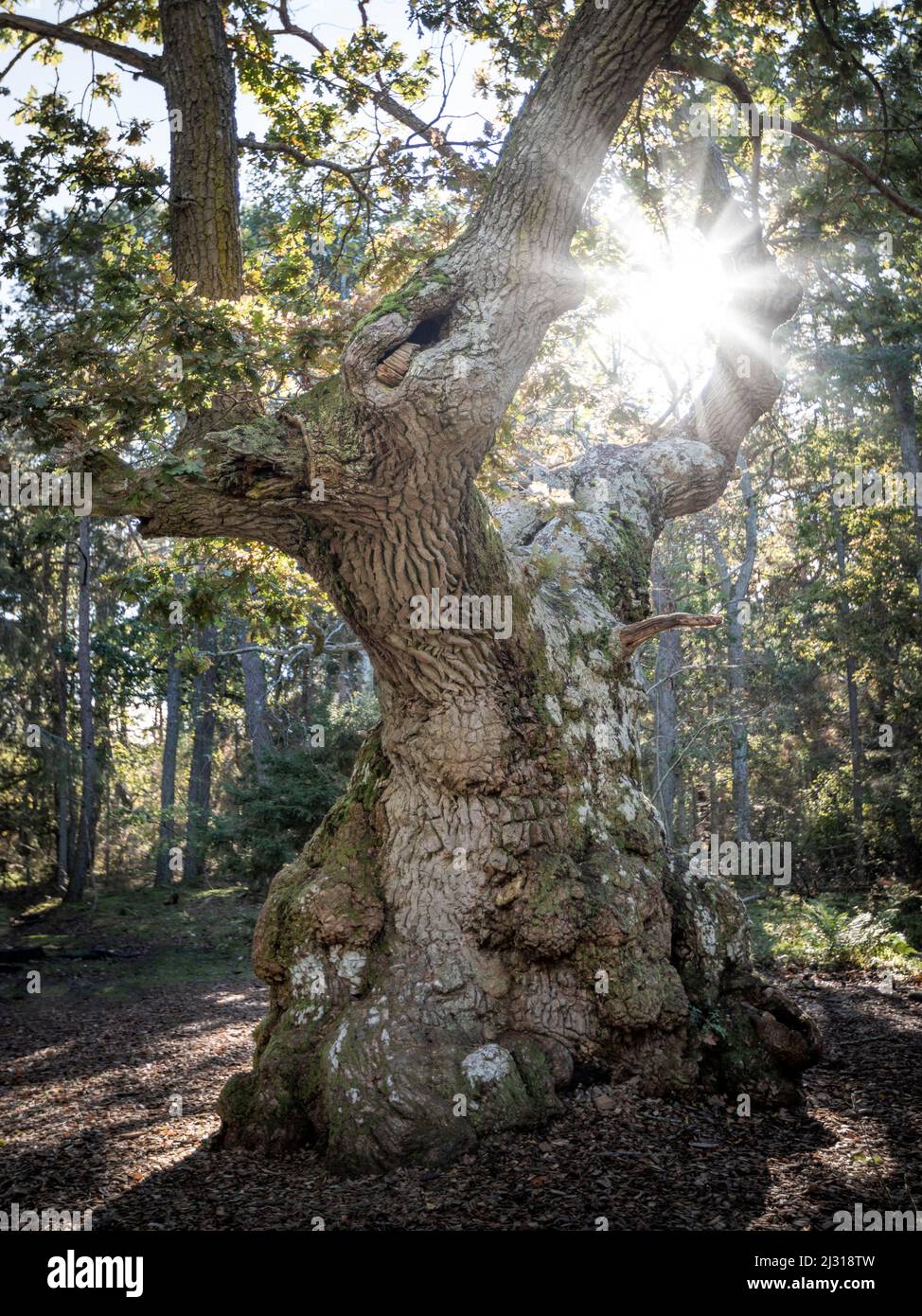 Uralter Eichenbaum im Wald Trollskogen auf der Insel Öland im Osten von Schweden Stock Photo