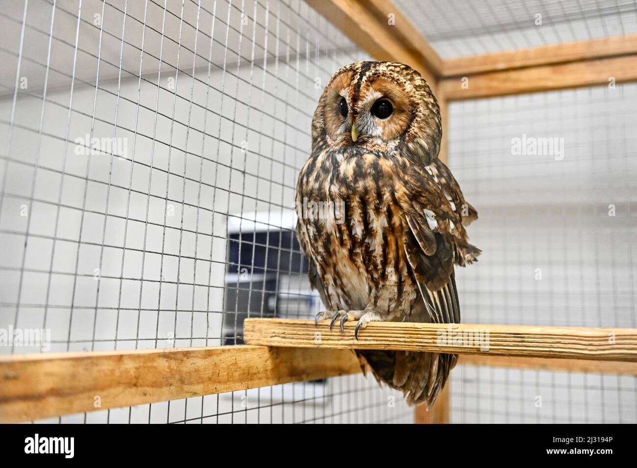 An owl stays in the cage at a private mini zoo that temporarily houses pets  of people who are forced to leave their homes due to the Russia-Ukraine  war, Zaporizhzhia, southeastern Ukraine,