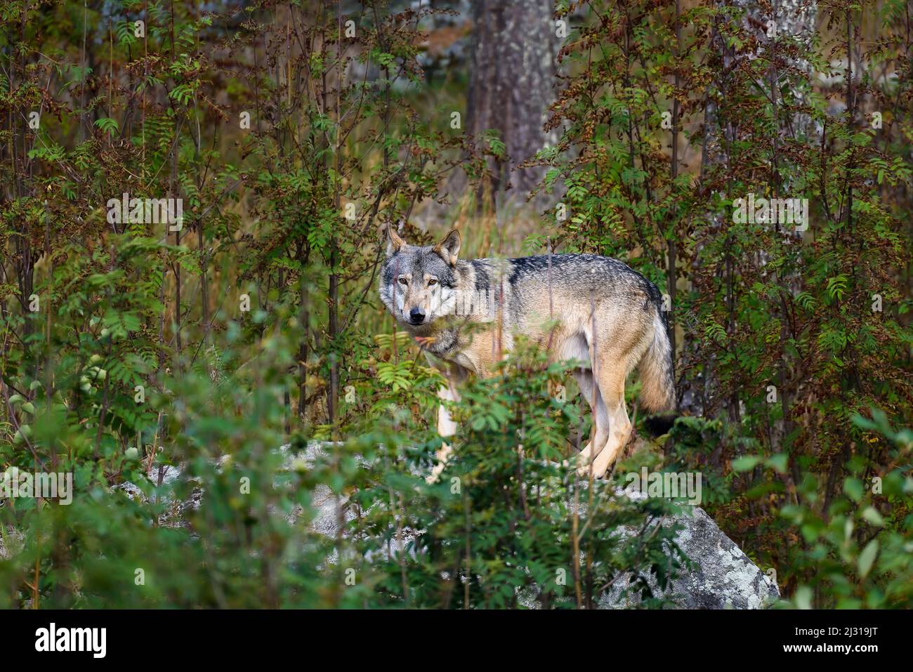 Wolf, Animals in Ranua Wildlife Park, Lapland, Finland Stock Photo Alamy