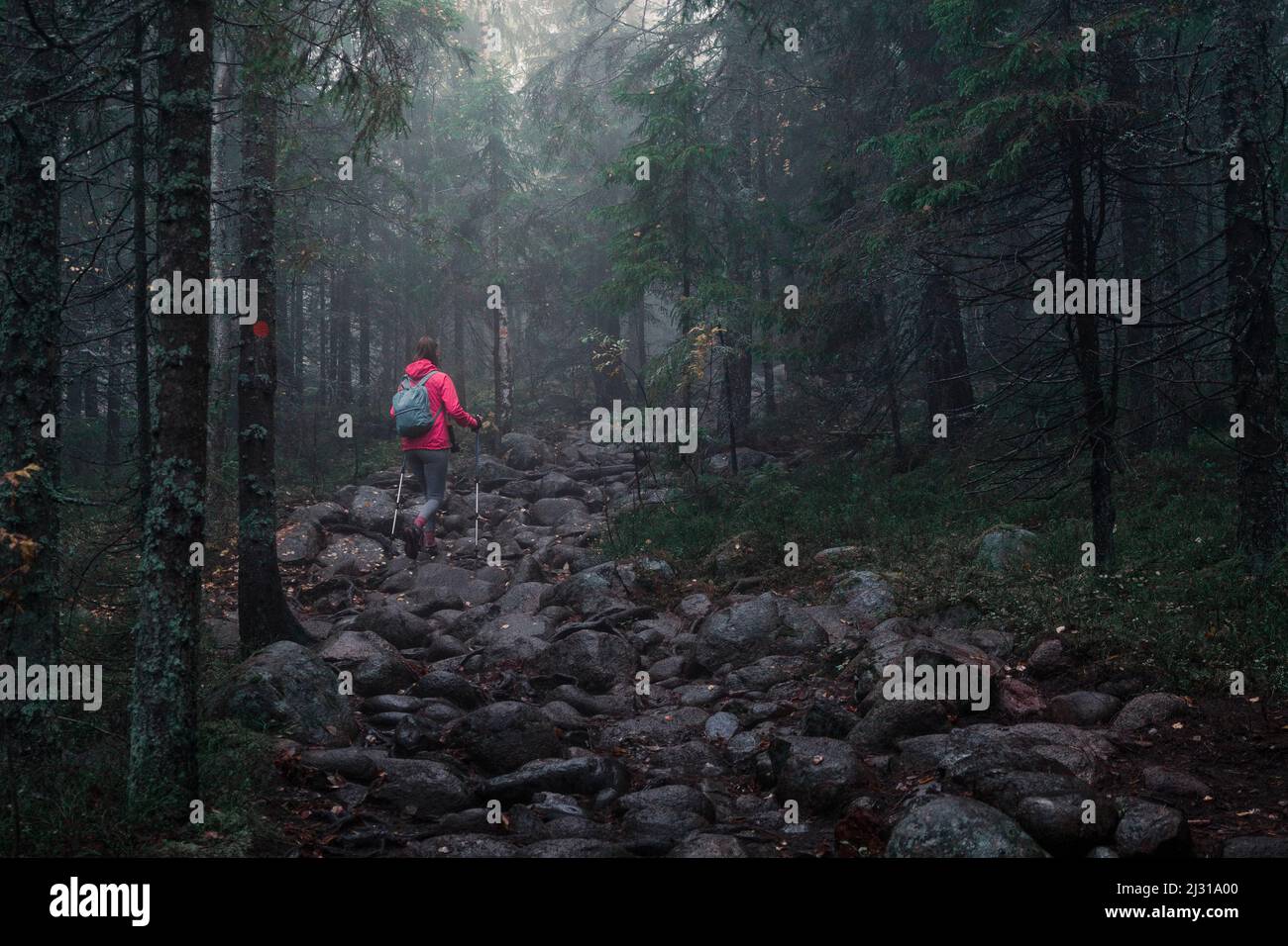 Woman hikes through the forest of Skuleskogen National Park in the east of Sweden Stock Photo