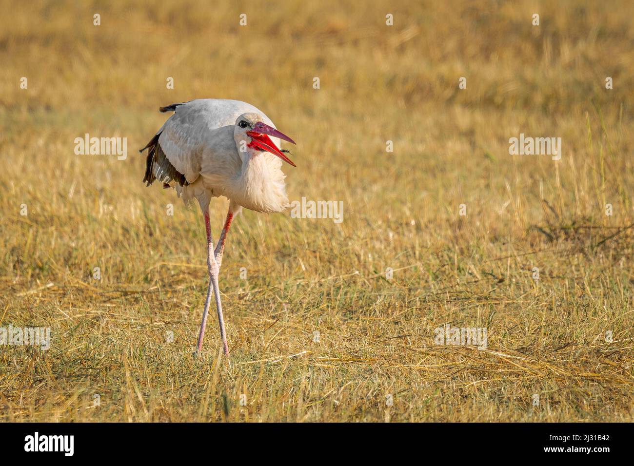 Stork is catching a beetle in the Seewinkel National Park on Lake Neusiedl in Burgenland, Austria Stock Photo