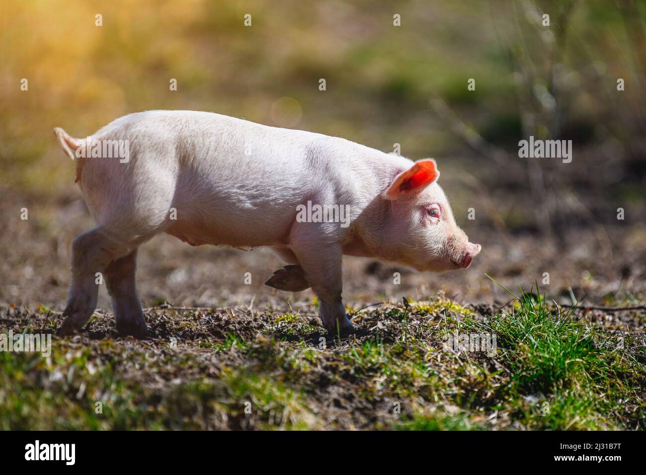 Close newborn piglet on spring grass on a farm Stock Photo