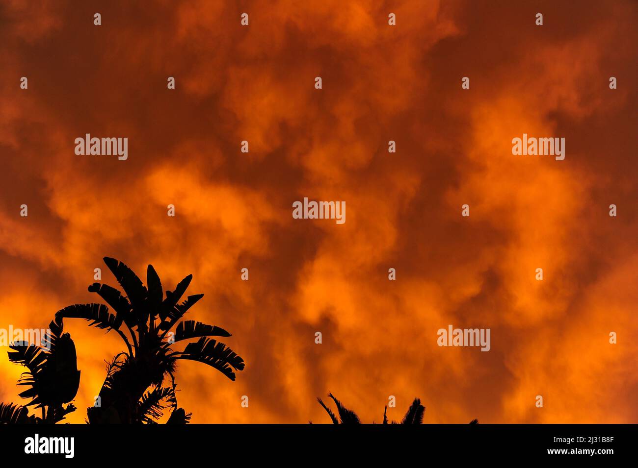 Silhouette of banana trees in front of dramatic storm clouds, La Palma, Spain Stock Photo